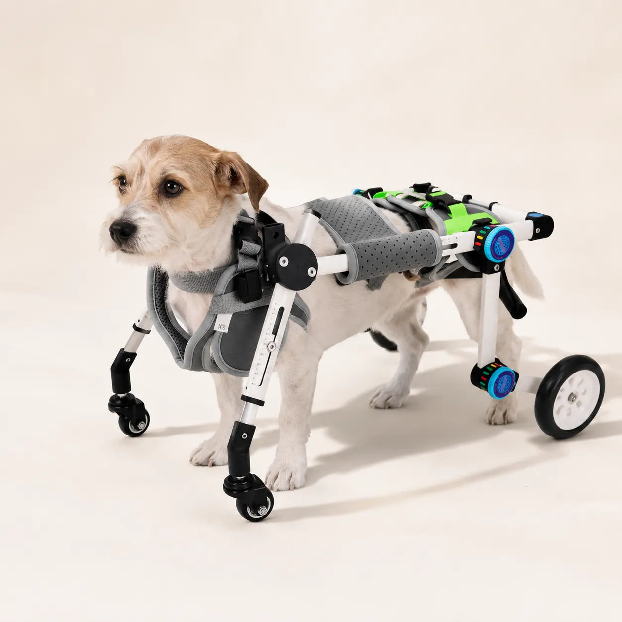 The Complete Guide to Dog Wheelchairs: When Dogs Need Them, How to Choose One, Training Tips, and Daily Care