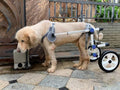 Back Leg Dog Wheelchair
