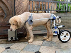 Back Leg Dog Wheelchair