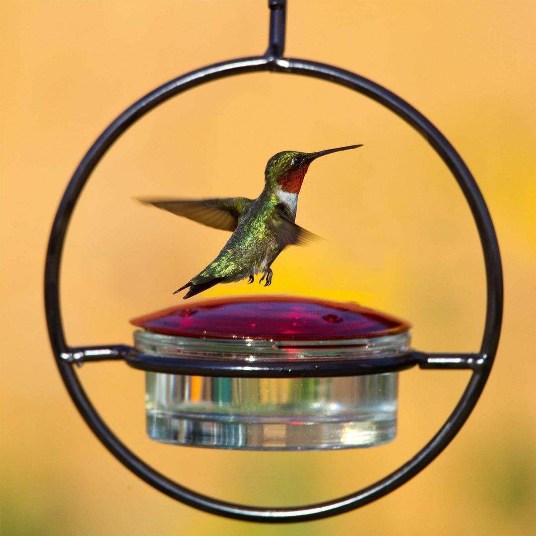 Simple Metal Hummingbird Feeder – Hanging Design