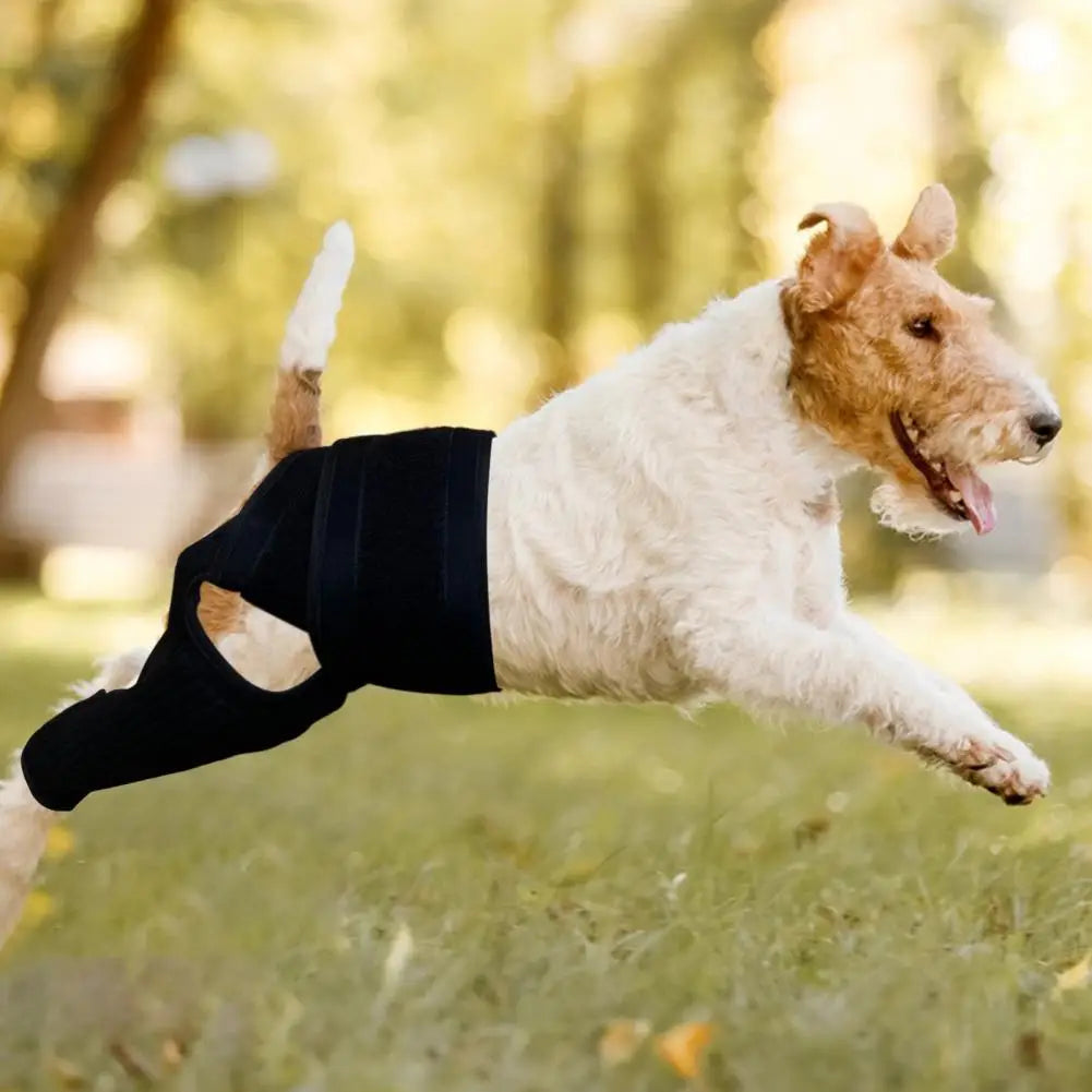 Dog Hip Knee Leg Brace For Rear Legs