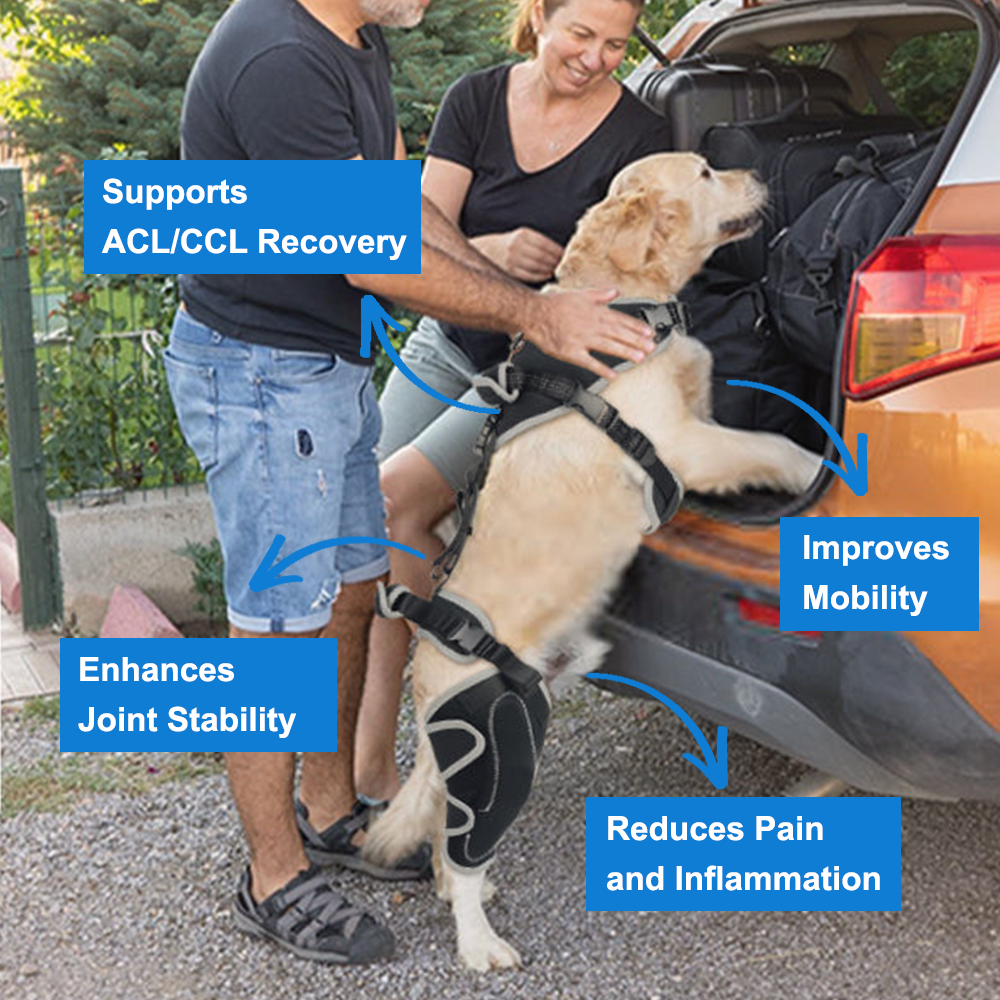 Adjustable Dog ACL Knee Brace – Single/Dual Leg Support