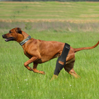 Dog ACL Knee Brace