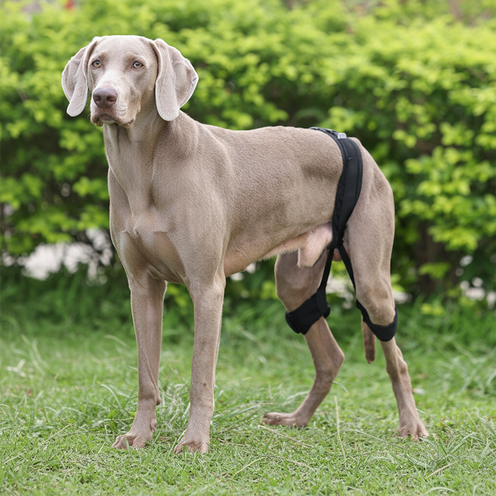 Professional Bilateral Dog Hip Joint Brace for Severe Osteoarthritis