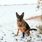 Dog Knuckling Brace for DM & IVDD - Anti-Drag Front & Back Leg Support