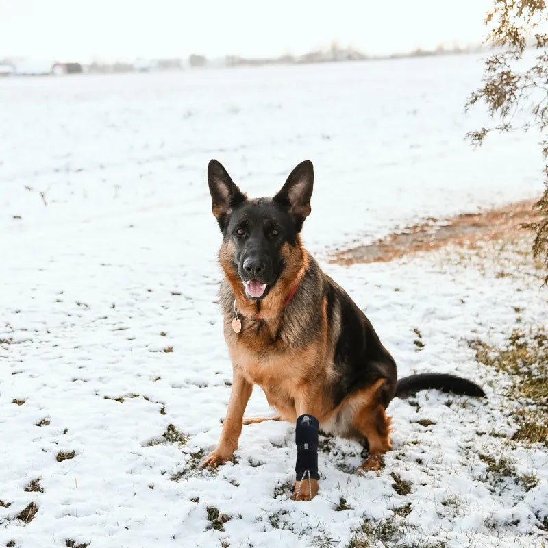 Dog Knuckling Brace for DM & IVDD - Anti-Drag Front & Back Leg Support
