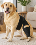 Dog Hip Knee Leg Brace For Rear Legs