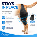 Single-Leg Dog ACL Support Brace