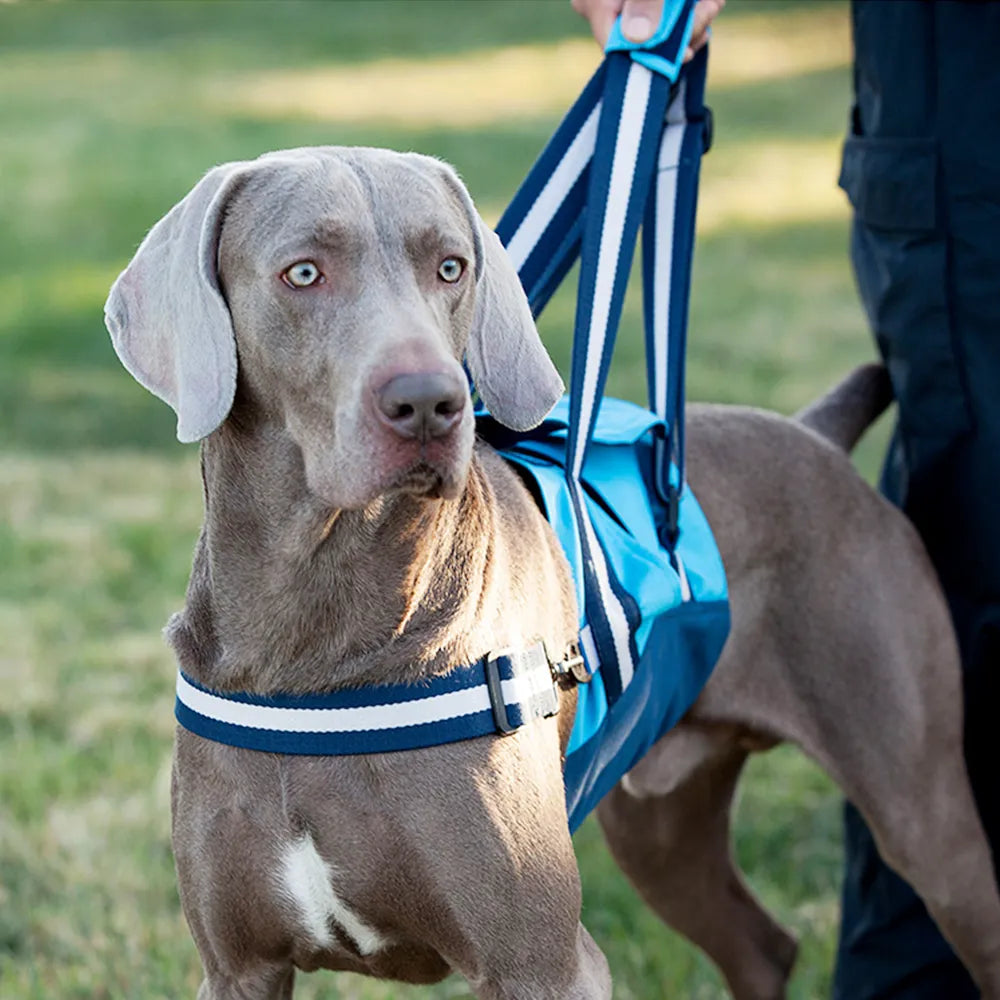 Dog Lift Harness for Forebody
