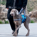 Dog Lift Harness for Forebody