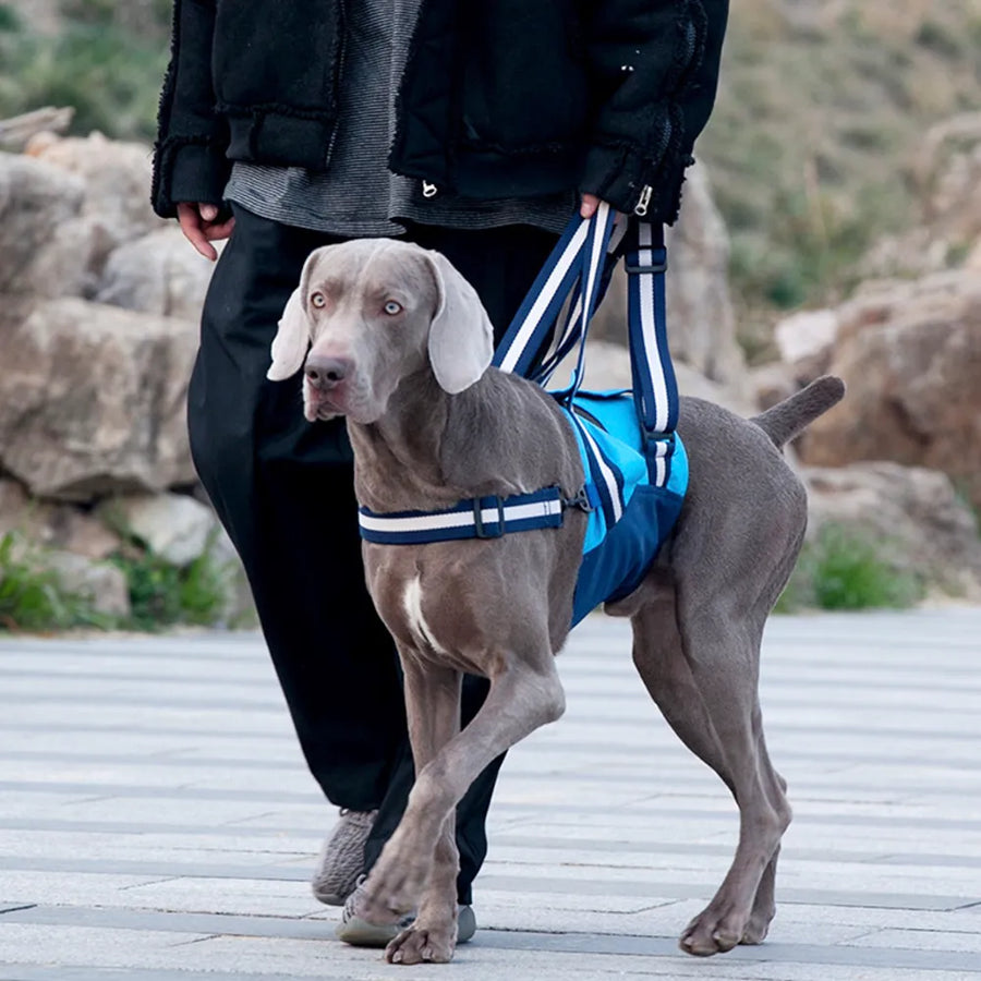 Dog lift and daily support harnesses