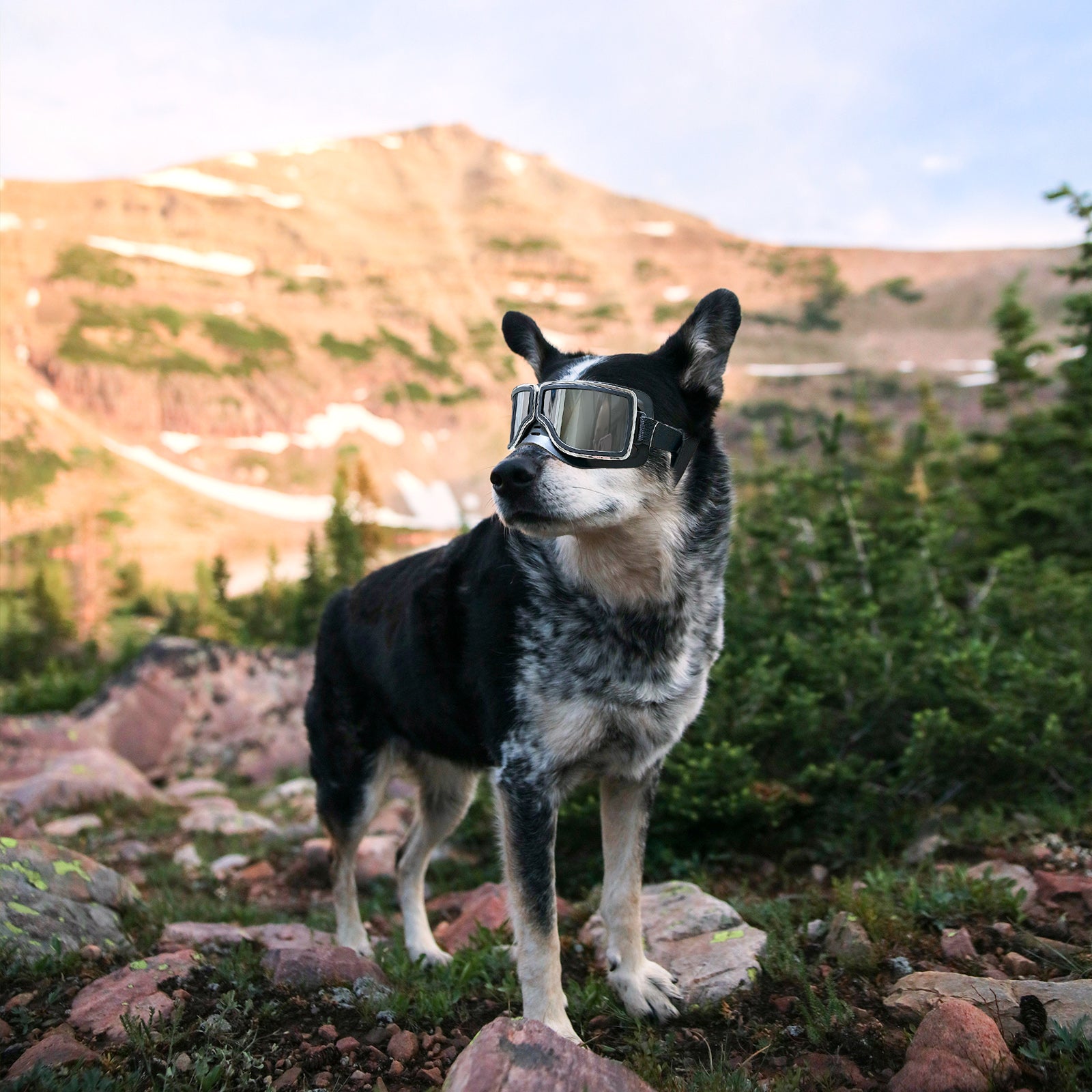 Anti-UV Dog Glasses Windproof Dog Goggles Pet Sunscreen with Adjustable Strap