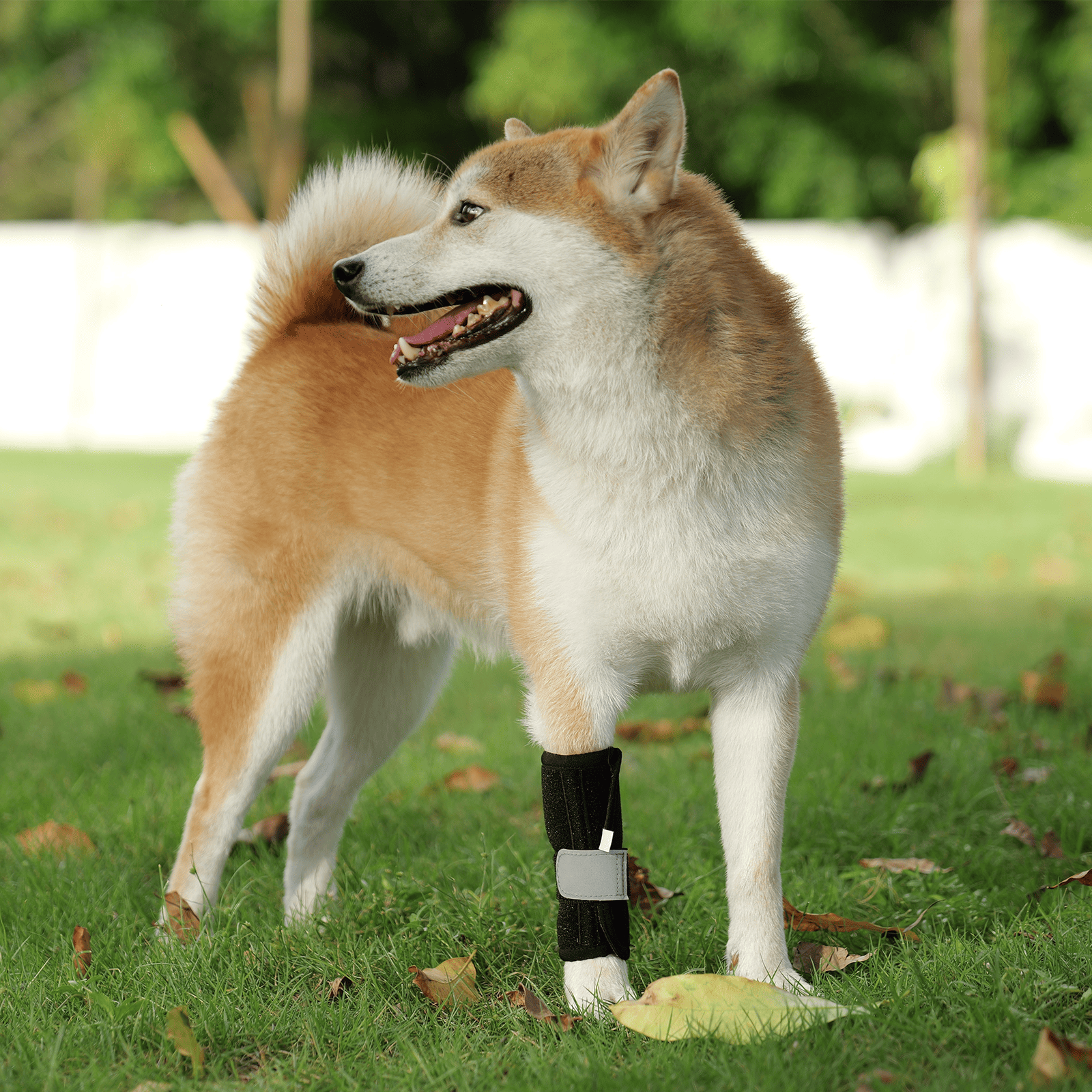Dog Leg Knee Support Brace with Memory Spring