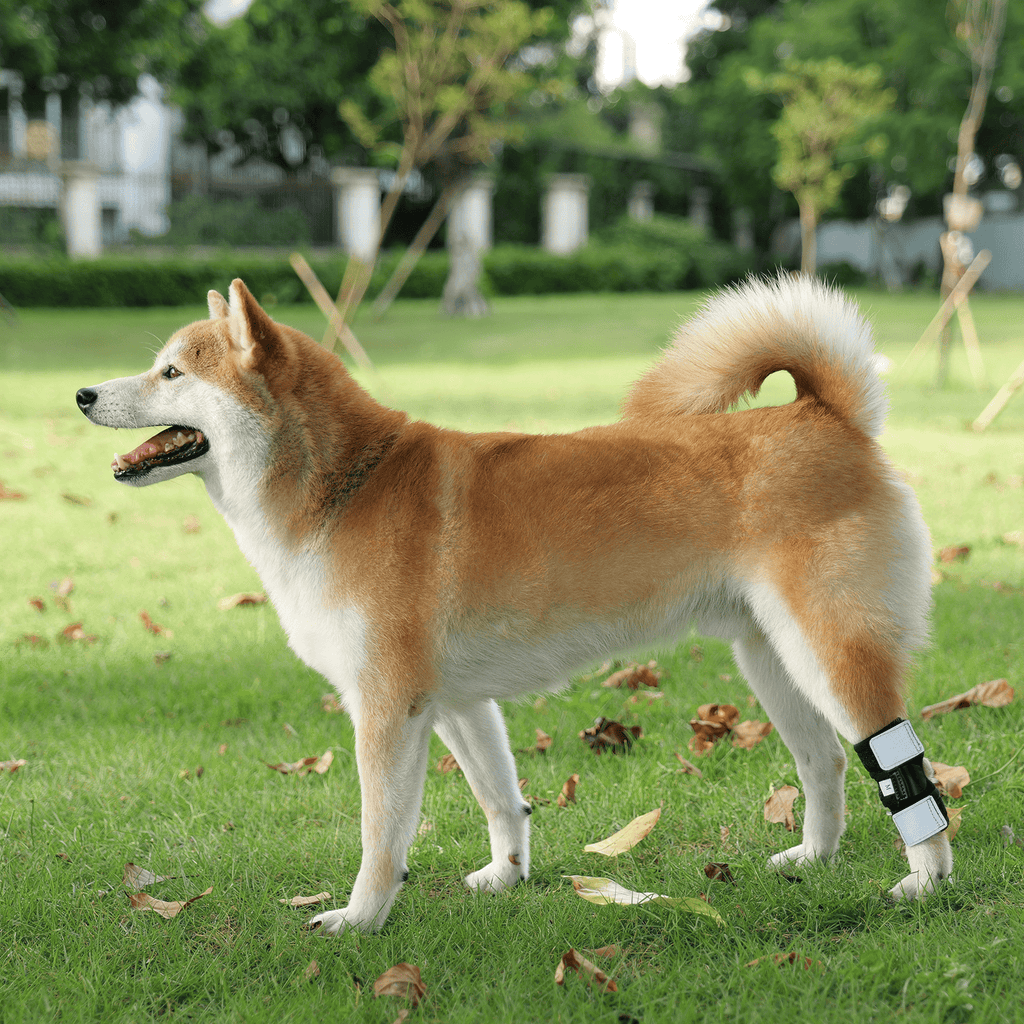 Dog Leg Knee Support Brace with Memory Spring
