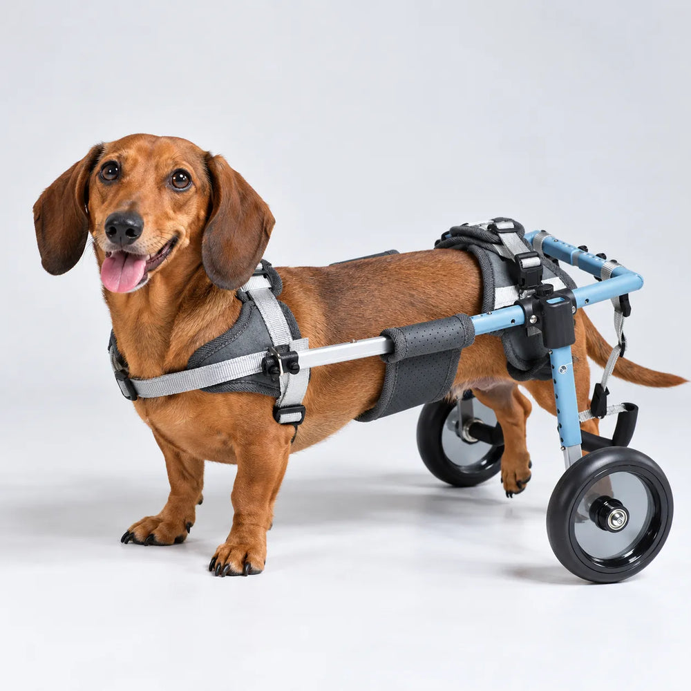 Dachshund wearing a Wumibox four-wheel support wheelchair