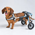 Doggie Wheels for Dachshunds