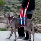 Full Body Support Dog Lift Harness