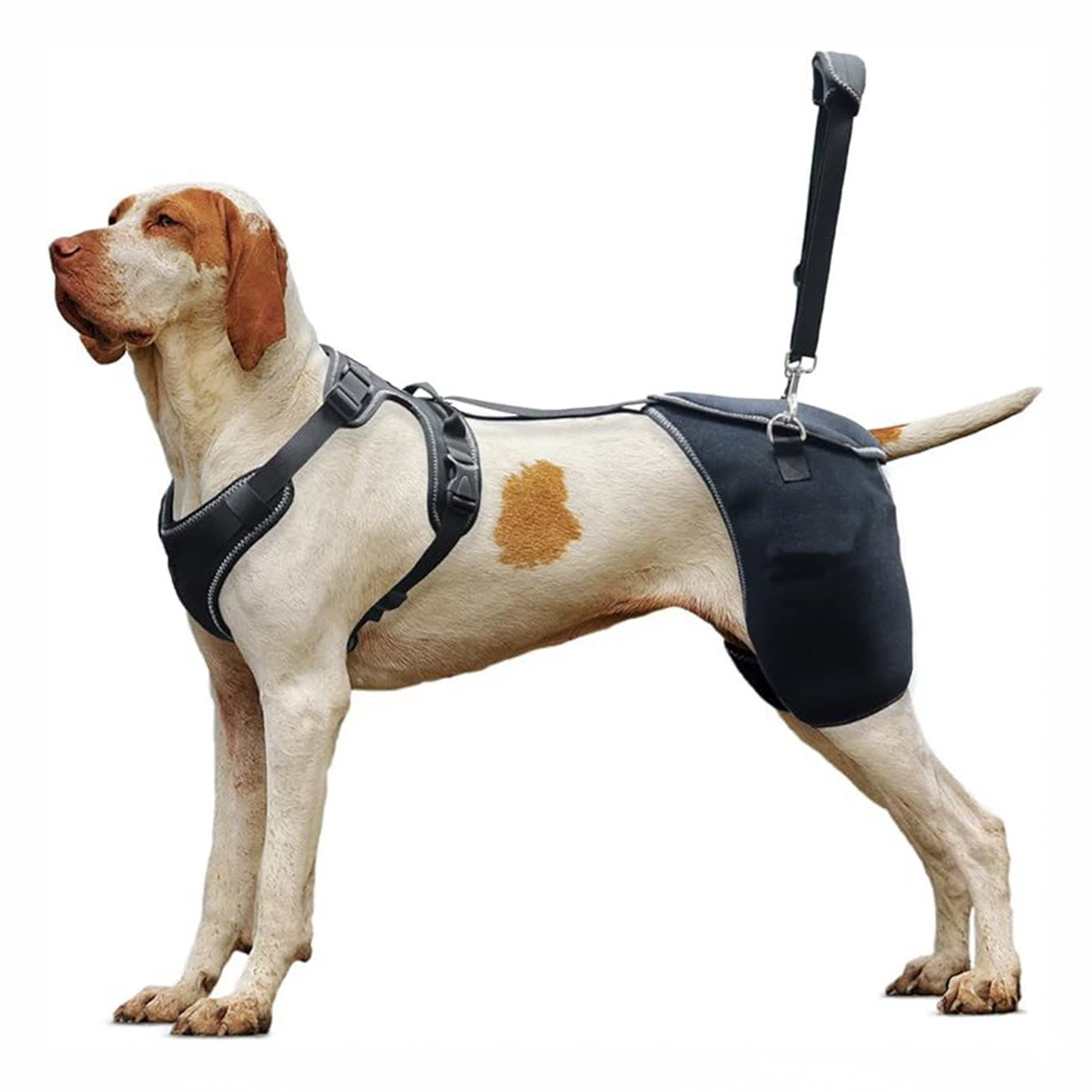 Full-Support Dog Hip Dysplasia Brace with Lift Handle
