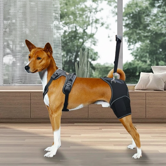 Full-Support Dog Hip Dysplasia Brace with Lift Handle