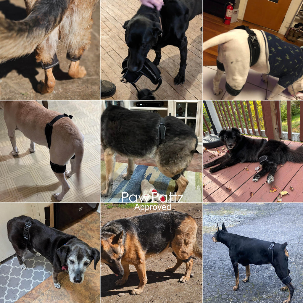 Dog Hip Dysplasia Brace Harness