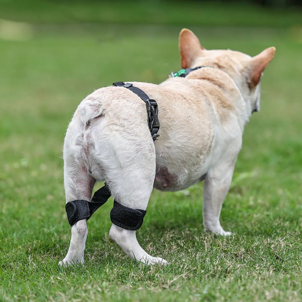Dog Hip Dysplasia Brace Harness