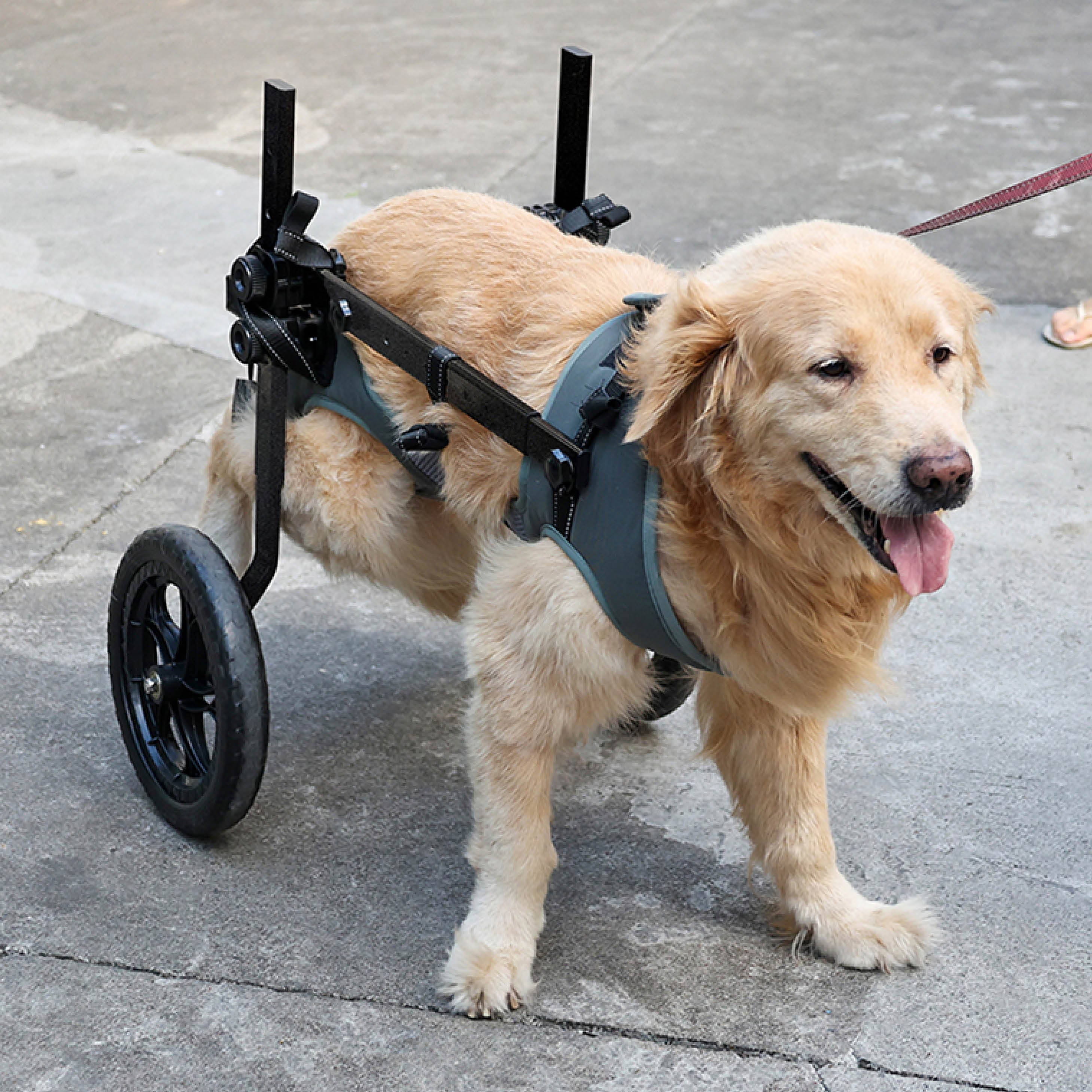 Large Dog Rear Support Wheelchair