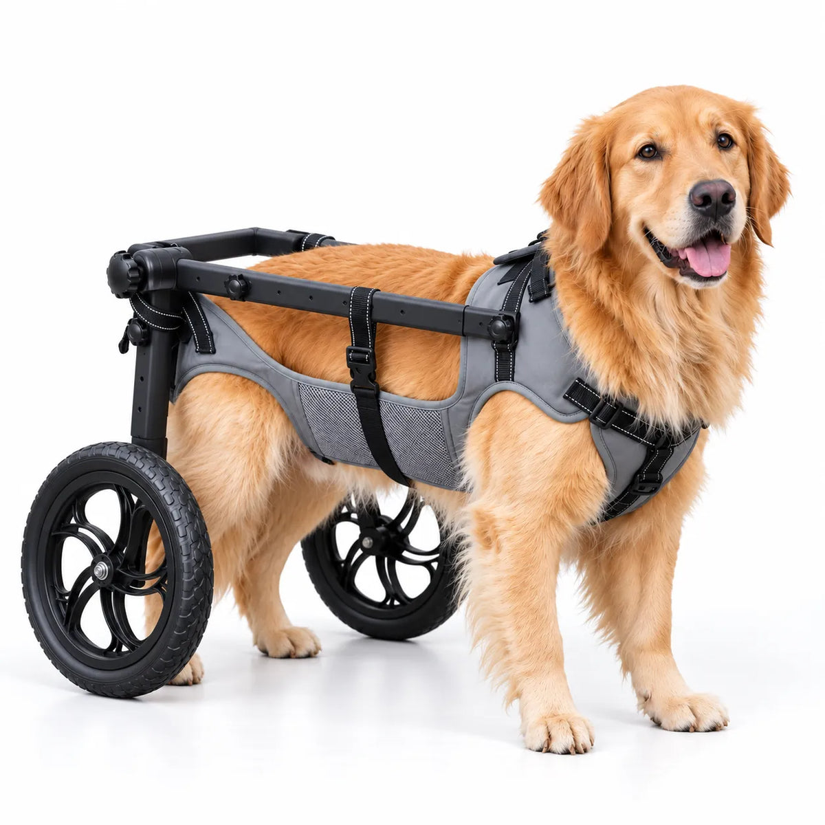 Golden retriever wearing the Wumibox large rear-support dog wheelchair