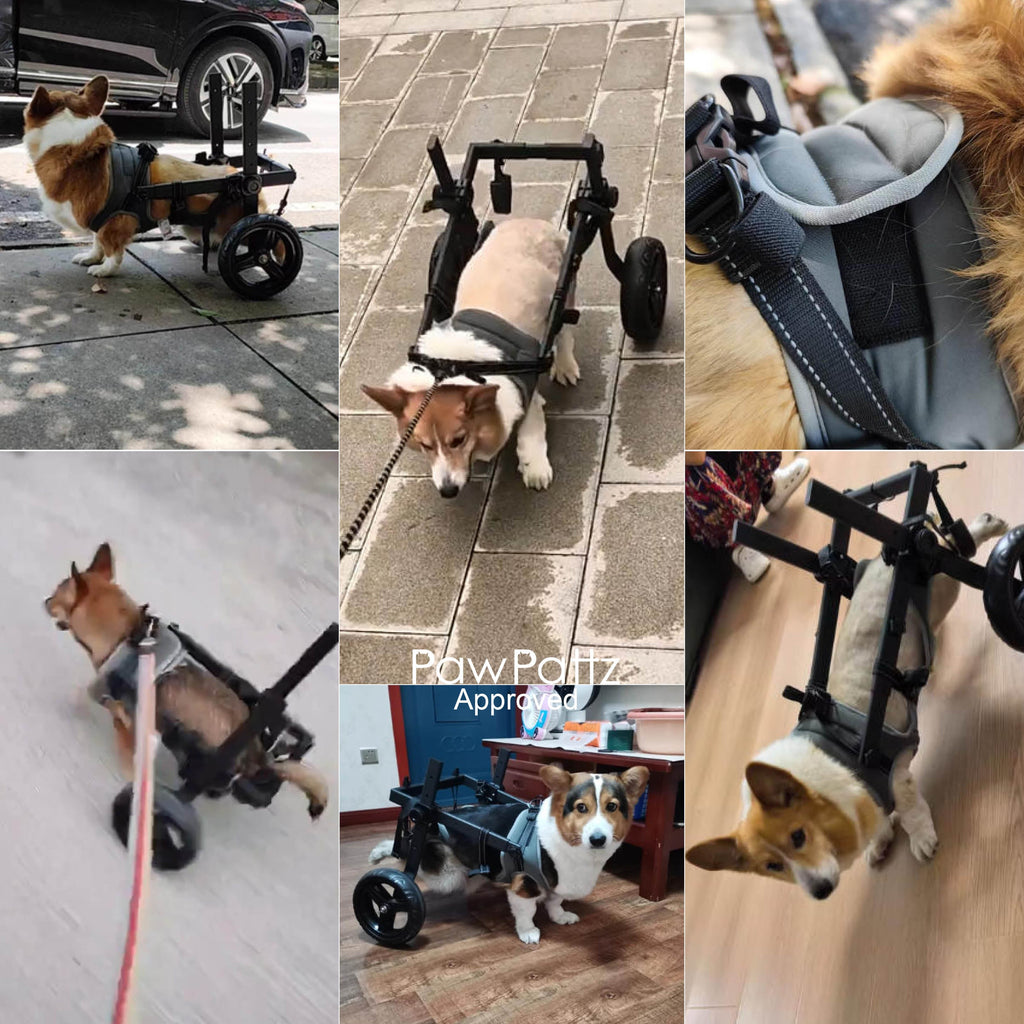 Medium Dog Rear Support Wheelchair