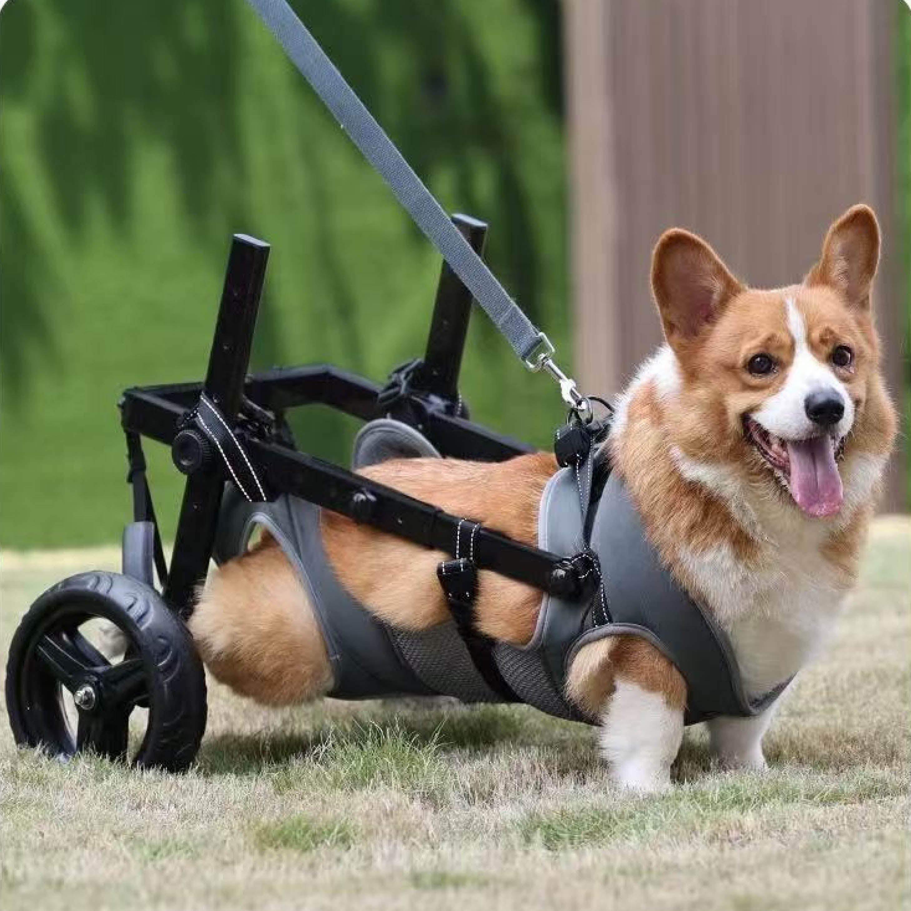 Medium Dog Rear Support Wheelchair