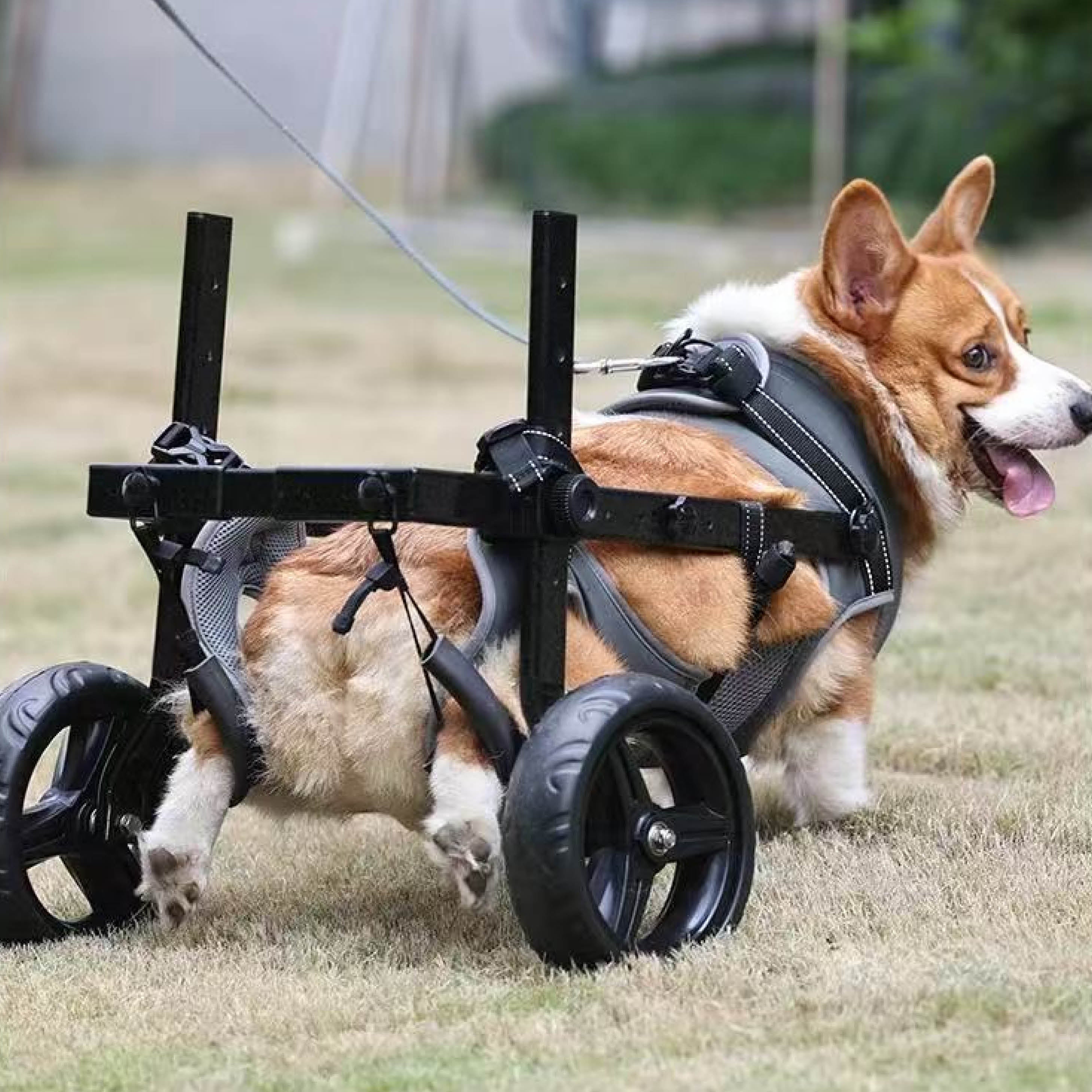 Medium Dog Rear Support Wheelchair