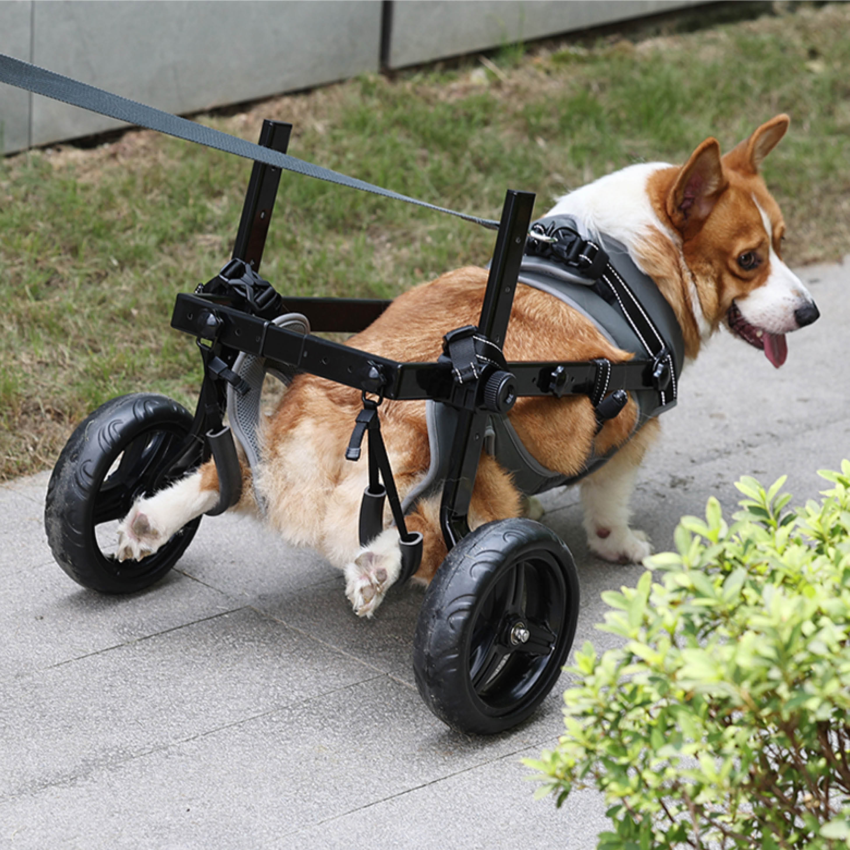 Medium Dog Rear Support Wheelchair