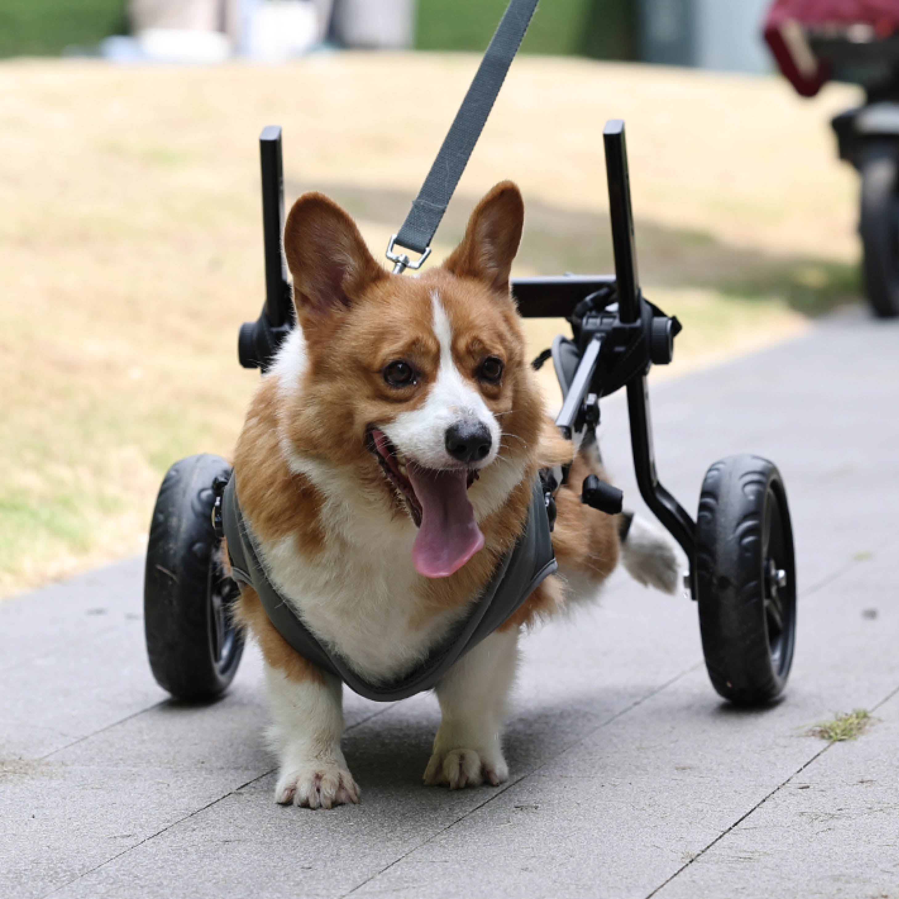 Medium Dog Rear Support Wheelchair