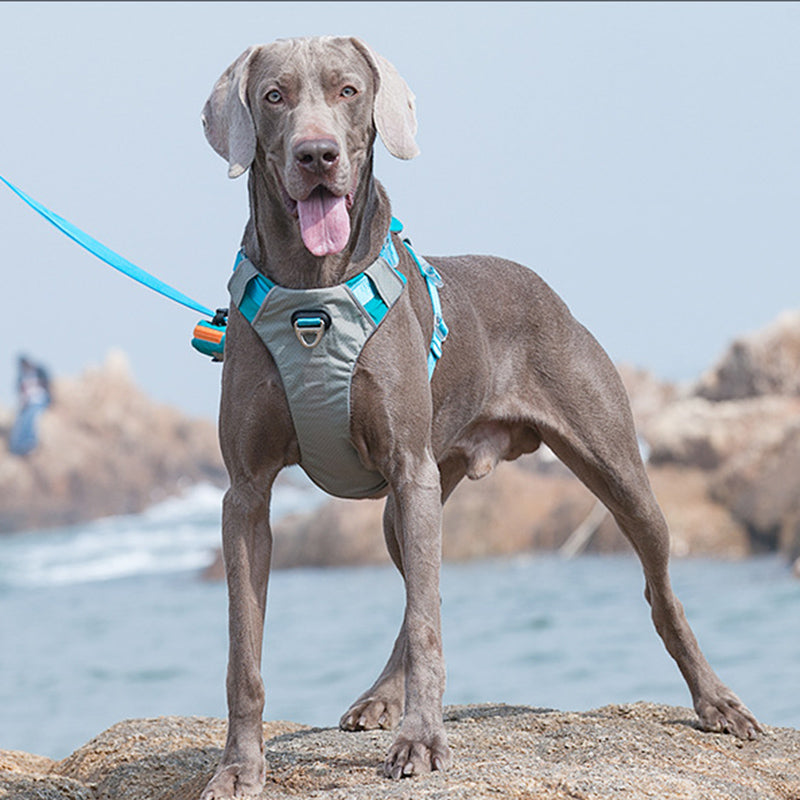 No Pull Front Leash Clip For Medium Dogs