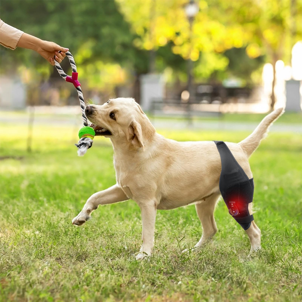 Single-Leg Dog ACL Support Brace