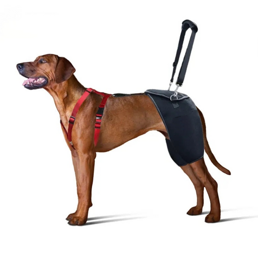 Stabilizing Dog Hip Dysplasia Brace with Lift Handle