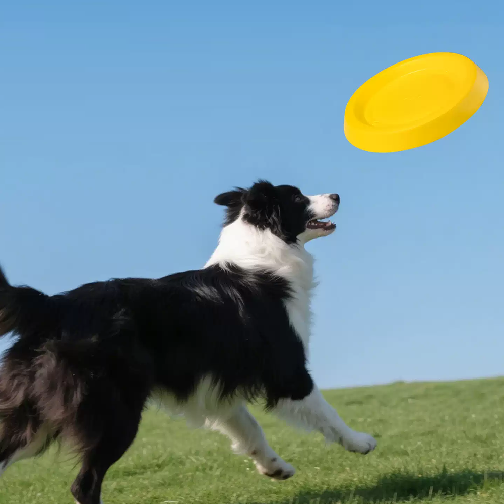 All-Terrain Floating Dog Disc