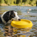 All-Terrain Floating Dog Disc