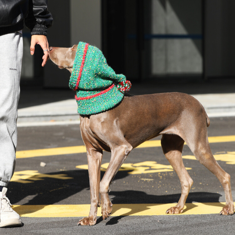 Dog Christmas Hat