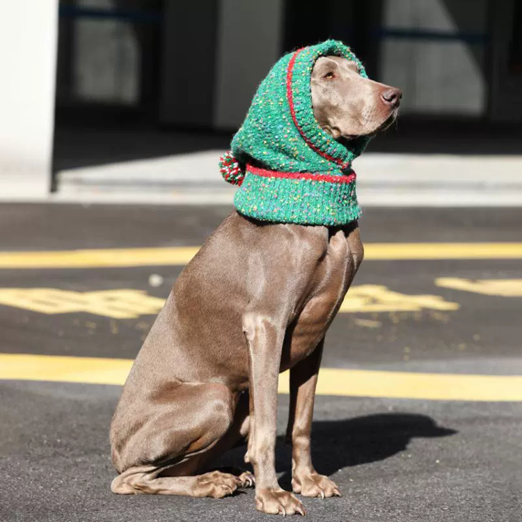 Dog Christmas Hat