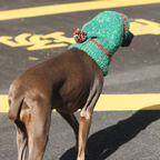 Dog Christmas Hat