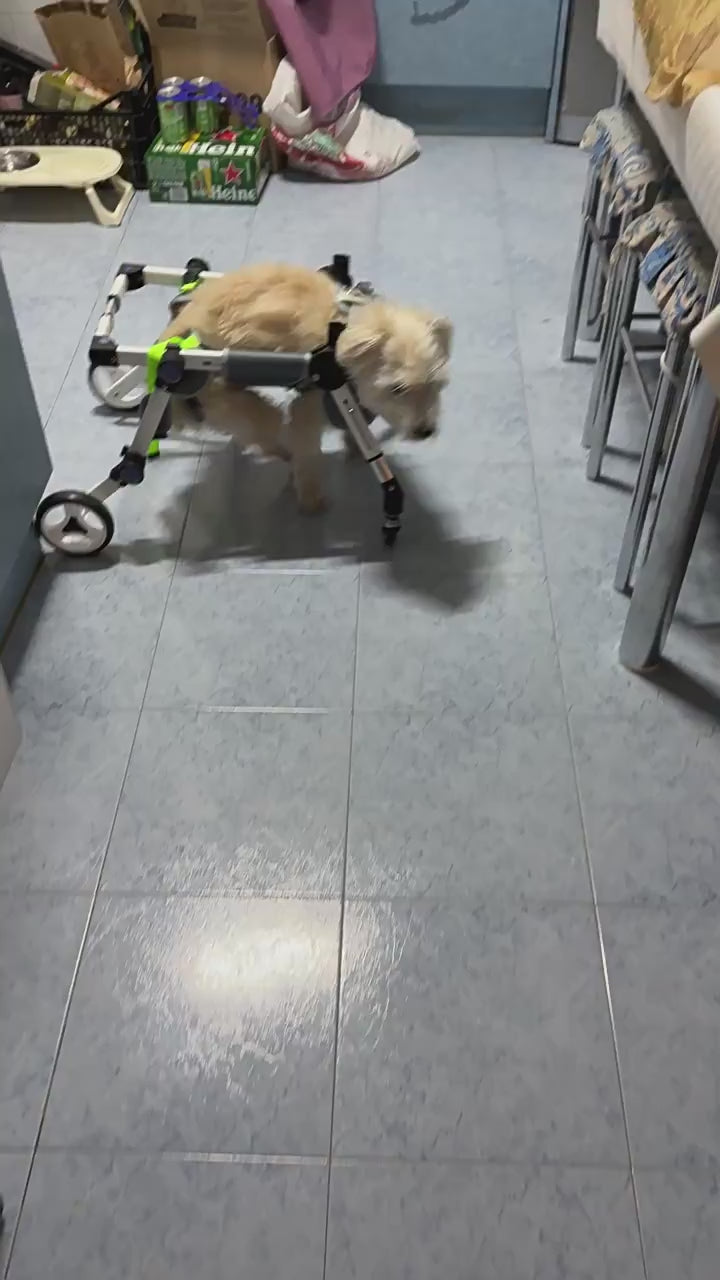 Dog Wheelchair for Disabled Dogs – Full Body Support