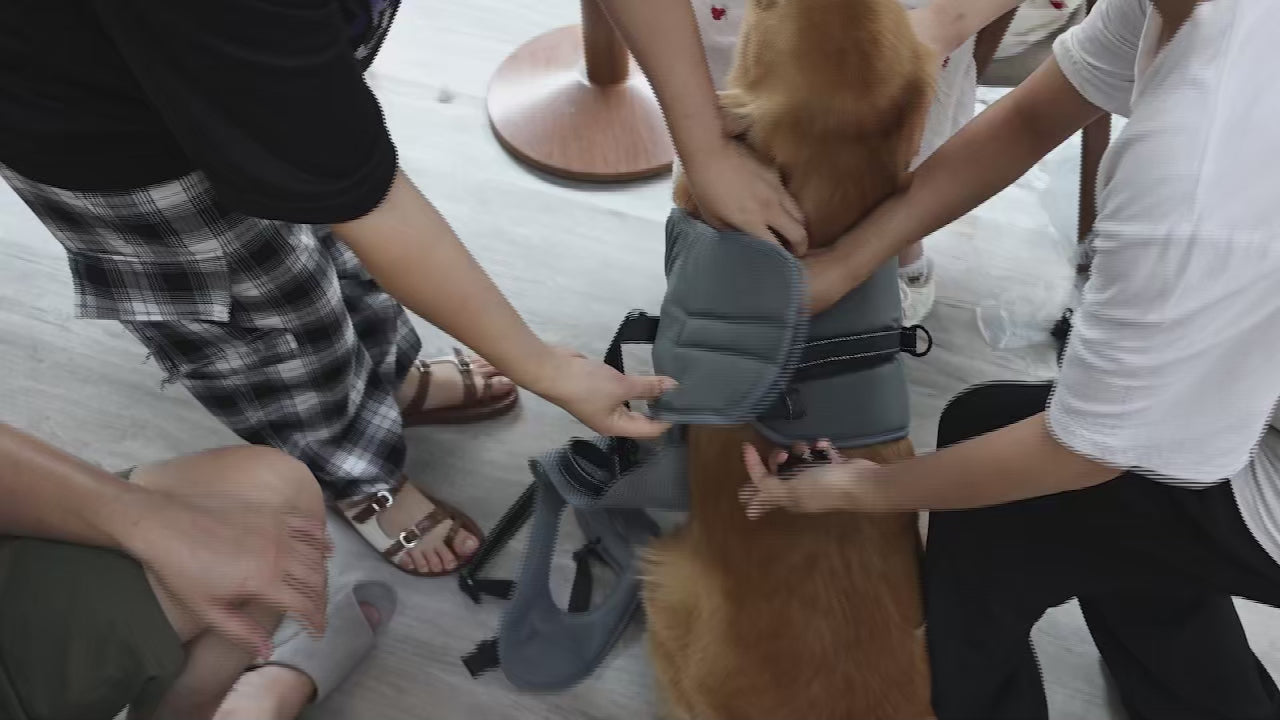 Large Dog Wheelchair for Back Legs – Adjustable Rear Support Mobility Cart for Senior & Disabled Dogs