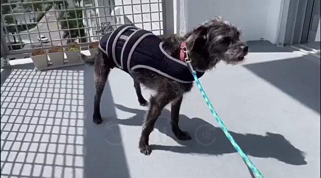 Comfort-Fit Dog Back Support Vest with Integrated Metal Stabilizers