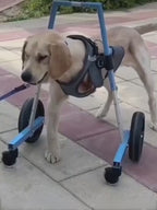 Front Leg Dog Wheelchair