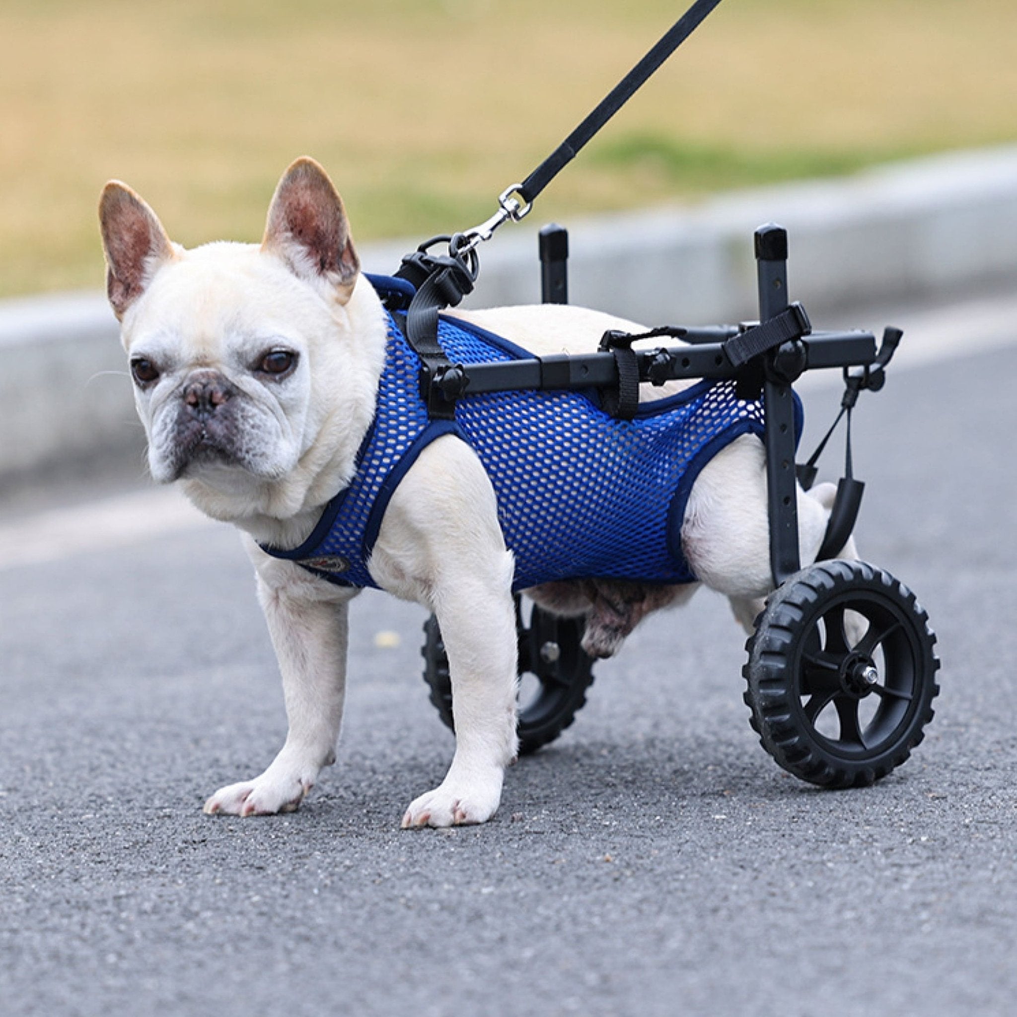 Upgraded Wheelchair for Small Dogs