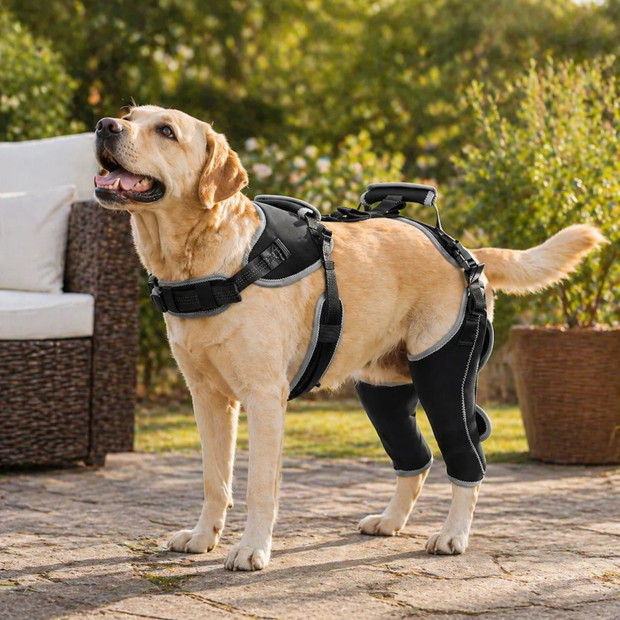 Adjustable Dog ACL Knee Brace – Single/Dual Leg Support