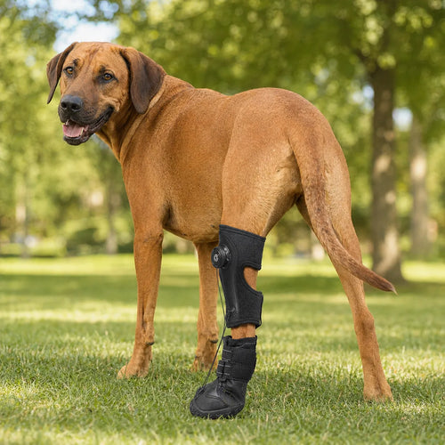 Adjustable Dog Knuckling Brace