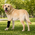 Dog Knuckling Brace for DM & IVDD - Anti-Drag Front & Back Leg Support