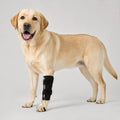 Anti-Drag Dog Knuckling Brace for Front & Rear Legs