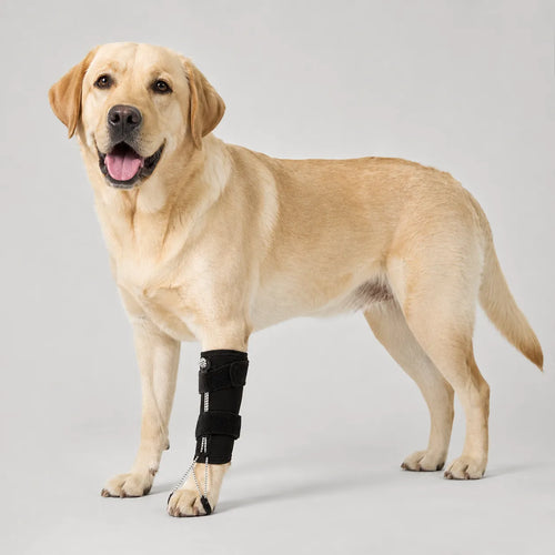 Anti-Drag Dog Knuckling Brace for DM & IVDD Paw Retraining